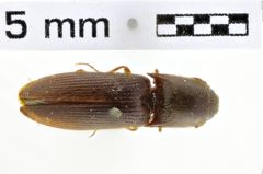 Foto (Dorsalansicht) von Phaeopterus unicolor (NHMW-ZOO-COL-0010261)